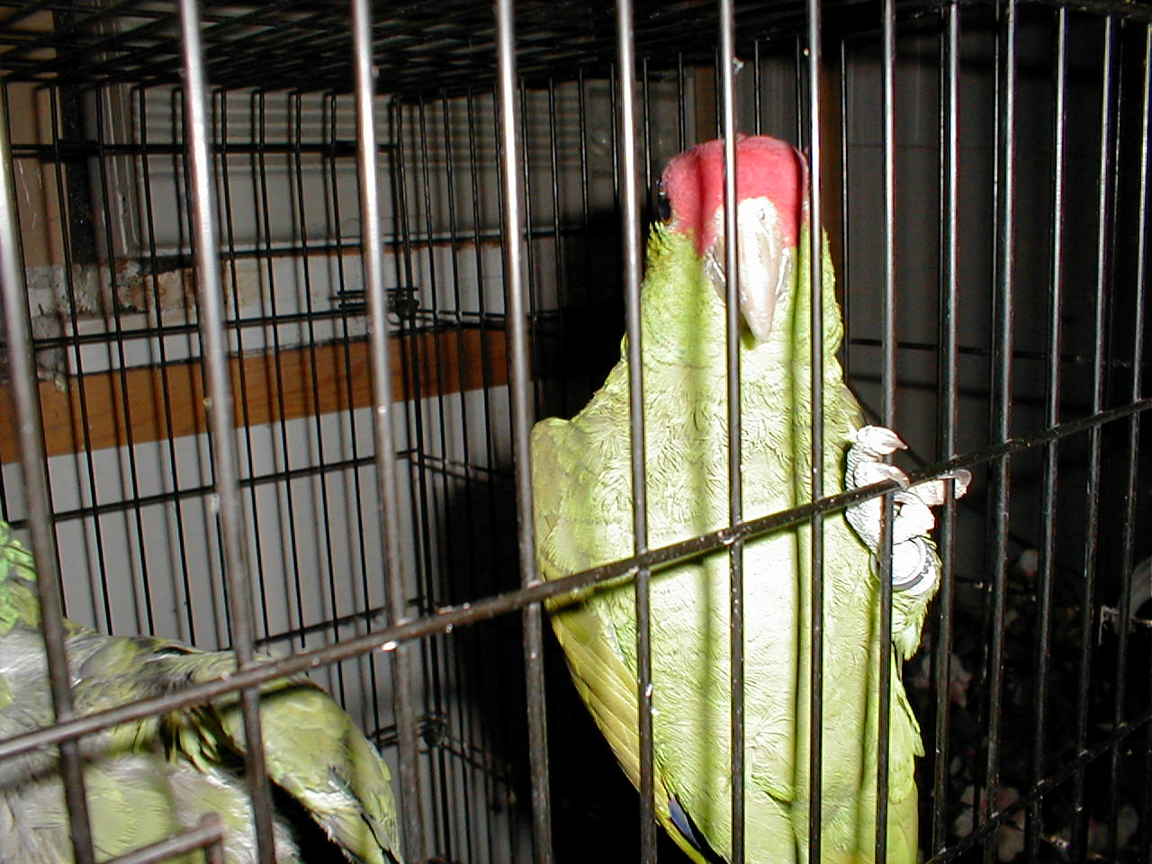 green cheek amazon adam