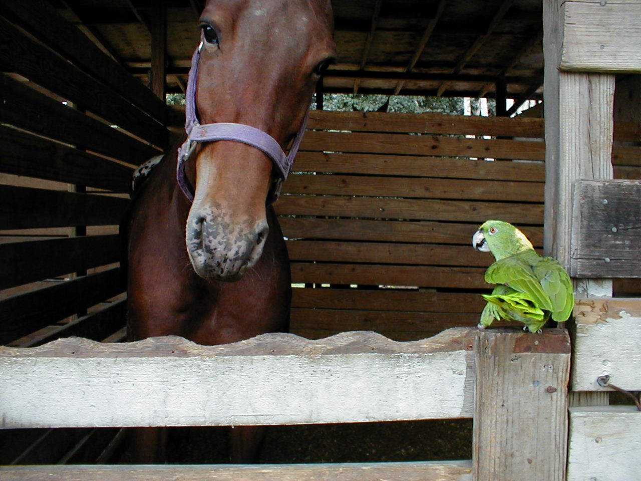 coco telling my horse who is boss