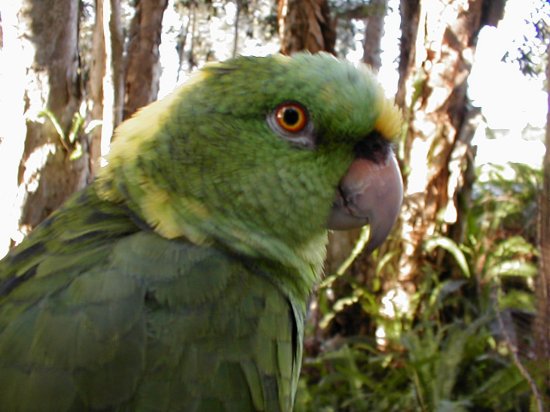 coco such a pretty bird she is a yellow nape amazon