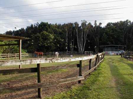 some feral quakers in back pasture